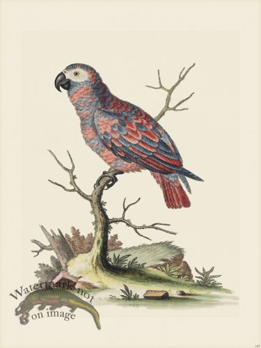 (image for) Edwards 163 Ash and Red Parrot