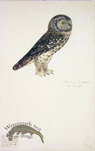 (image for) 165 Swedish Birds . Strix funerea ? Tengmalm\'s Owl
