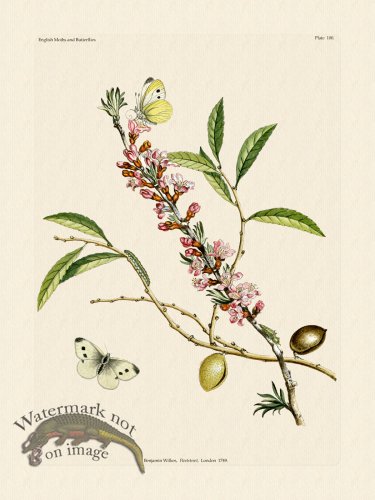 (image for) Wilkes Butterflies 100