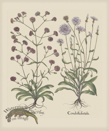 (image for) Besler 256 Colored B2