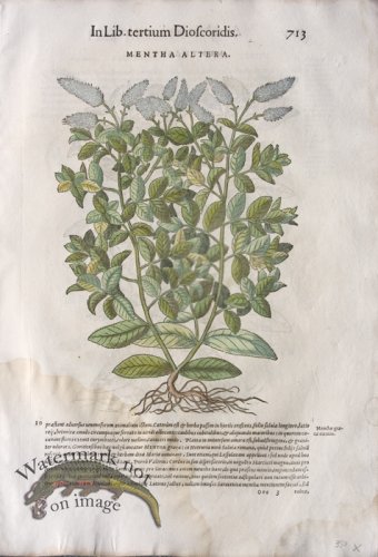 (image for) WB Botanicals 46