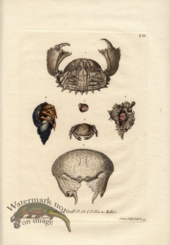 (image for) Knorr-Sealife-04