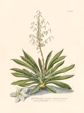 (image for) Trew Botanical 37