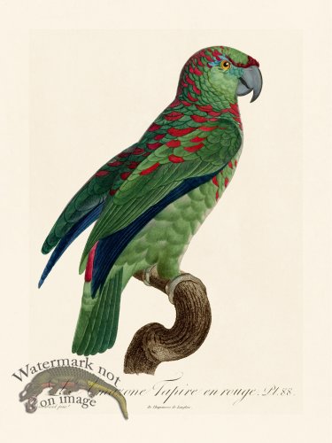 (image for) Barraband Parrot 088
