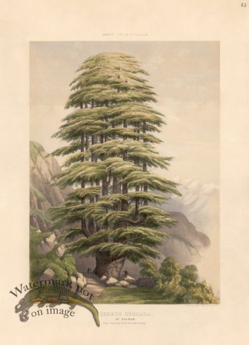 (image for) Himalayan Cedar