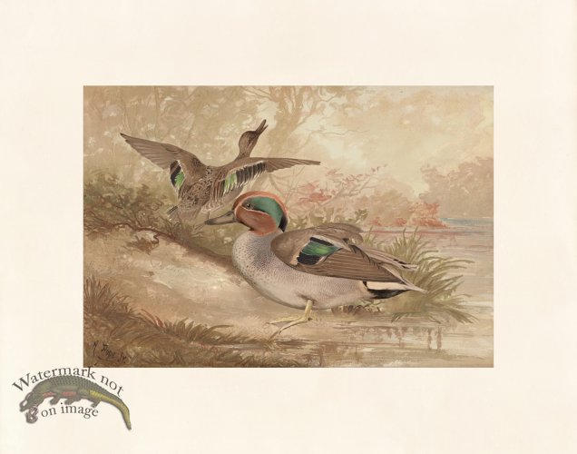 (image for) Pope 01 Green Winged Teal B