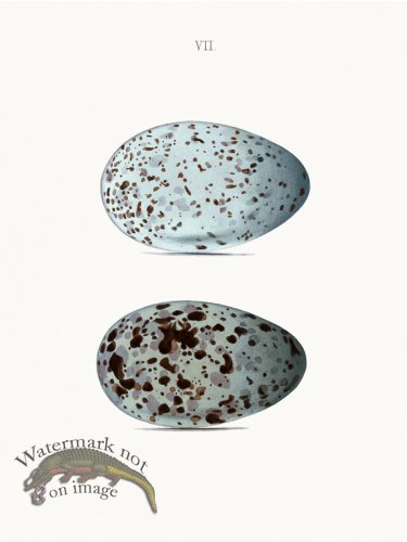 (image for) Oology 07