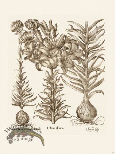 (image for) Besler 088 B1