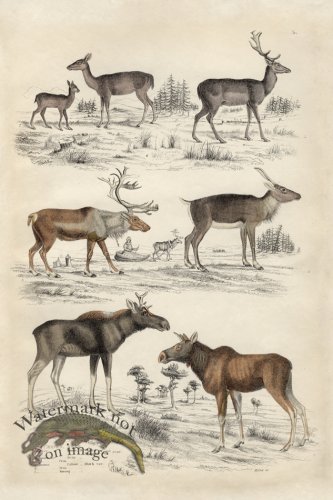 EJNH Deer 02