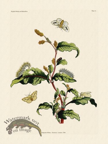 (image for) Wilkes Butterflies 011