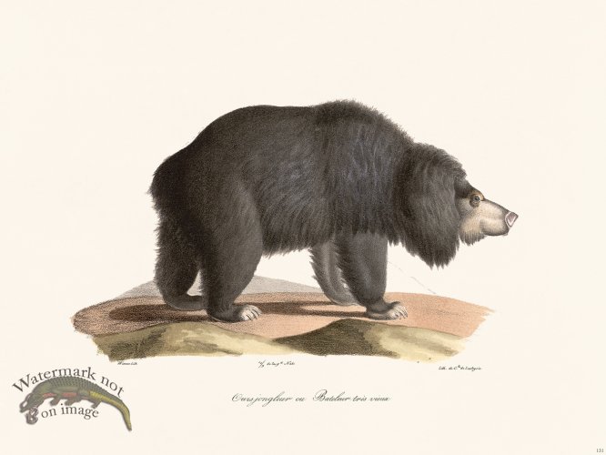 Cuvier 131 Sloth Bear