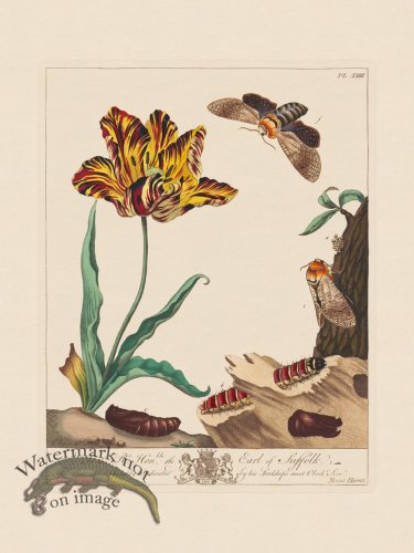 Moses Harris Insects 23