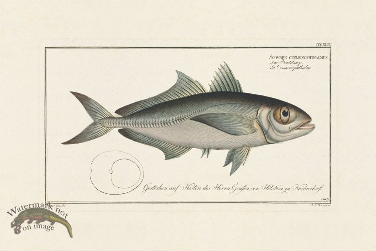 (image for) BLOCH FISH 343