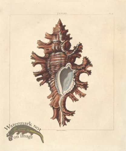 (image for) SingleShell 08