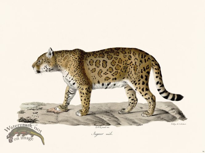 (image for) Cuvier 096 Male Jaguar