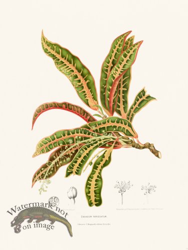Horticulture of Java 01