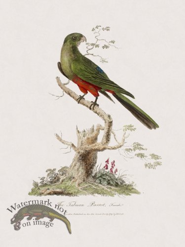 12 New Holland Caffowary