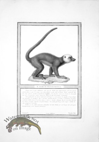 (image for) The_Monkeys_35