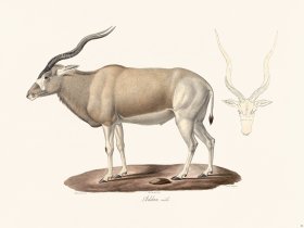 Cuvier 032 Addax Male
