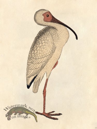 (image for) White Ibis - Tribute Bd 09