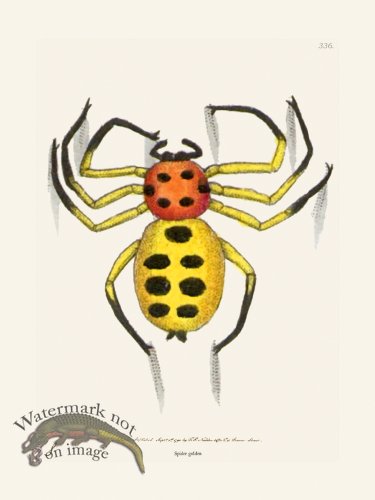 (image for) 336 Spider Golden