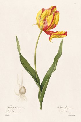 Les Liliacees Redoute 478