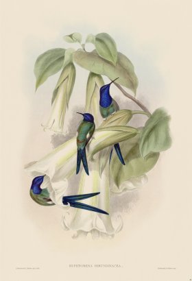 Gould Hummingbird 042