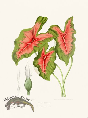 (image for) Horticulture of Java 09