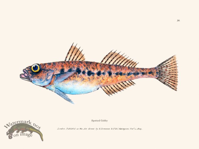 (image for) 030 Spotted Gobby
