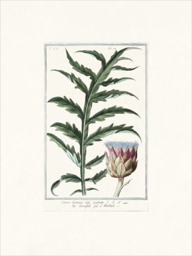 Bonelli 678 Artichoke