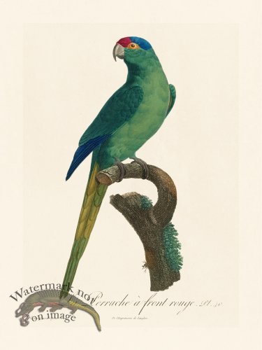 (image for) Barraband Parrot 040