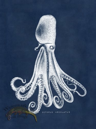 (image for) Octopus Blue 14
