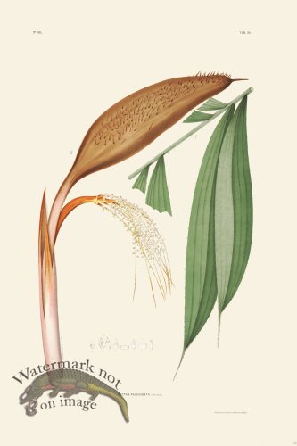 (image for) Rodrigues Palm Front 062