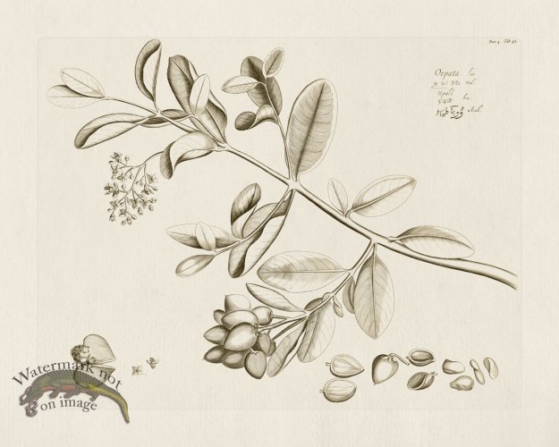 (image for) HORTUS VOL 04 45