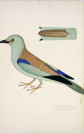 154 Swedish Birds . Corvus Garrulus.Female Eurasian Jay