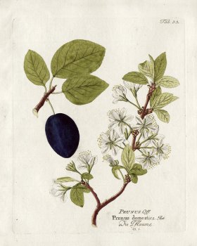 Plum