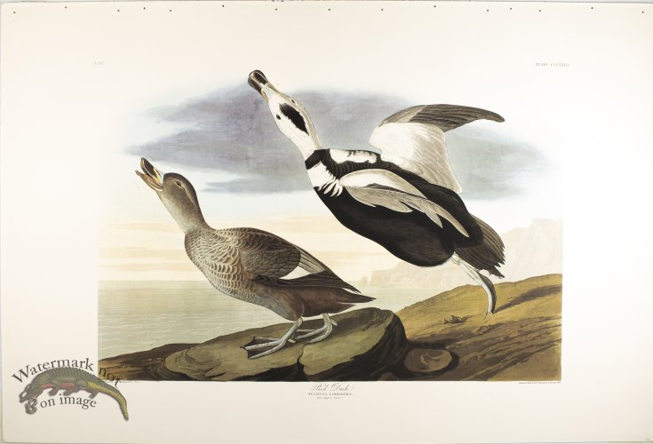 (image for) Pied Duck