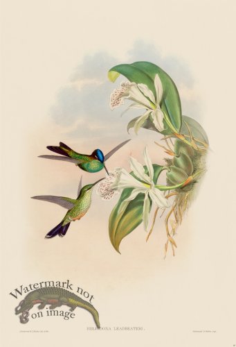 (image for) Gould Hummingbird 097