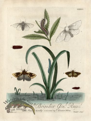 (image for) Albin Plate 84