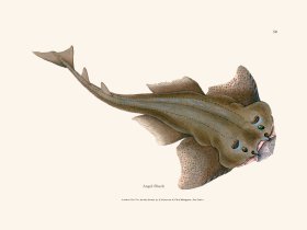 059 Angel Shark