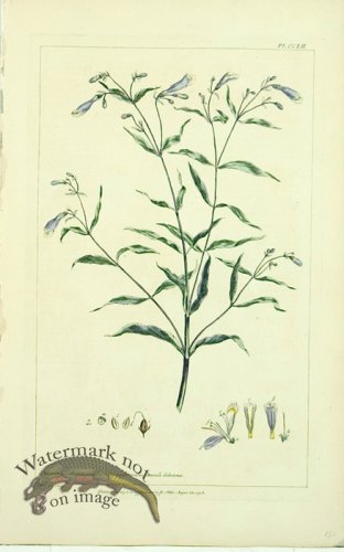 (image for) Philip Miller 098