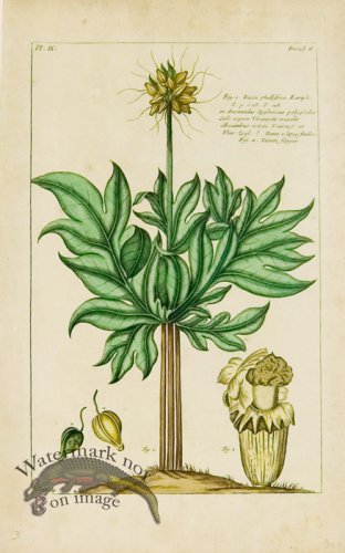 (image for) Buchoz Bot 02