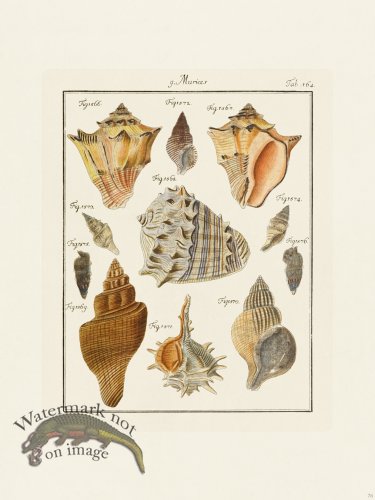 (image for) Martini Shells 076