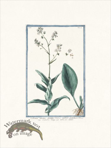 (image for) Bonelli 312 Tallest Scurvygrass