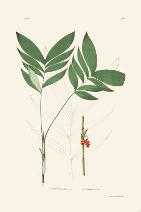 Rodrigues Palm Front 045