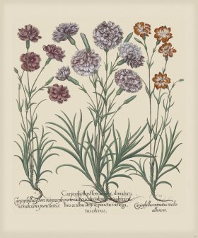 Besler 308 Colored B2