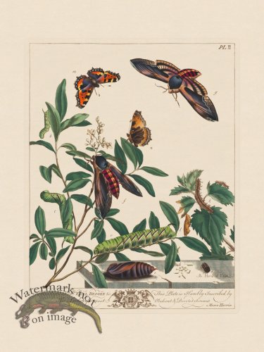 (image for) Moses Harris Insects 02