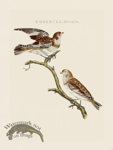 (image for) Nozeman Bird 216