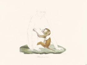 Cuvier 364 Rhesus