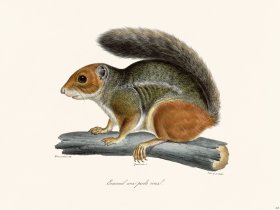 Cuvier 268 Squirrel Red Feet